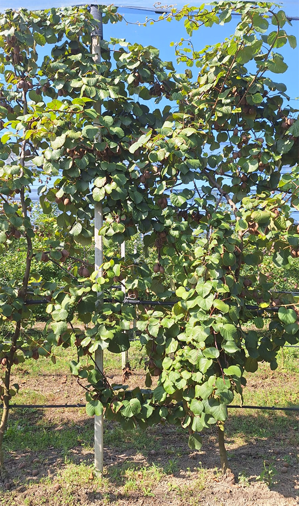 Nella foto: forma d'allevamento a fusetto